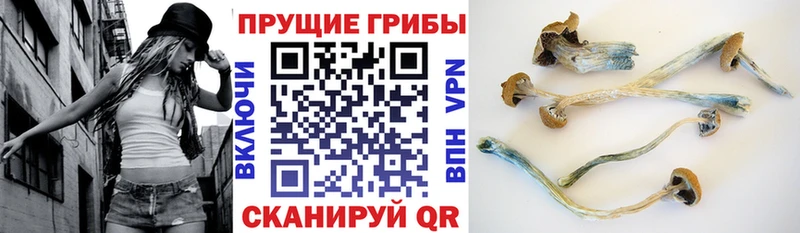 Галлюциногенные грибы прущие грибы закладка kraken маркетплейс Туапсе